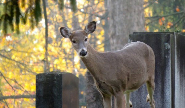 Tradition: Love it or Leave it